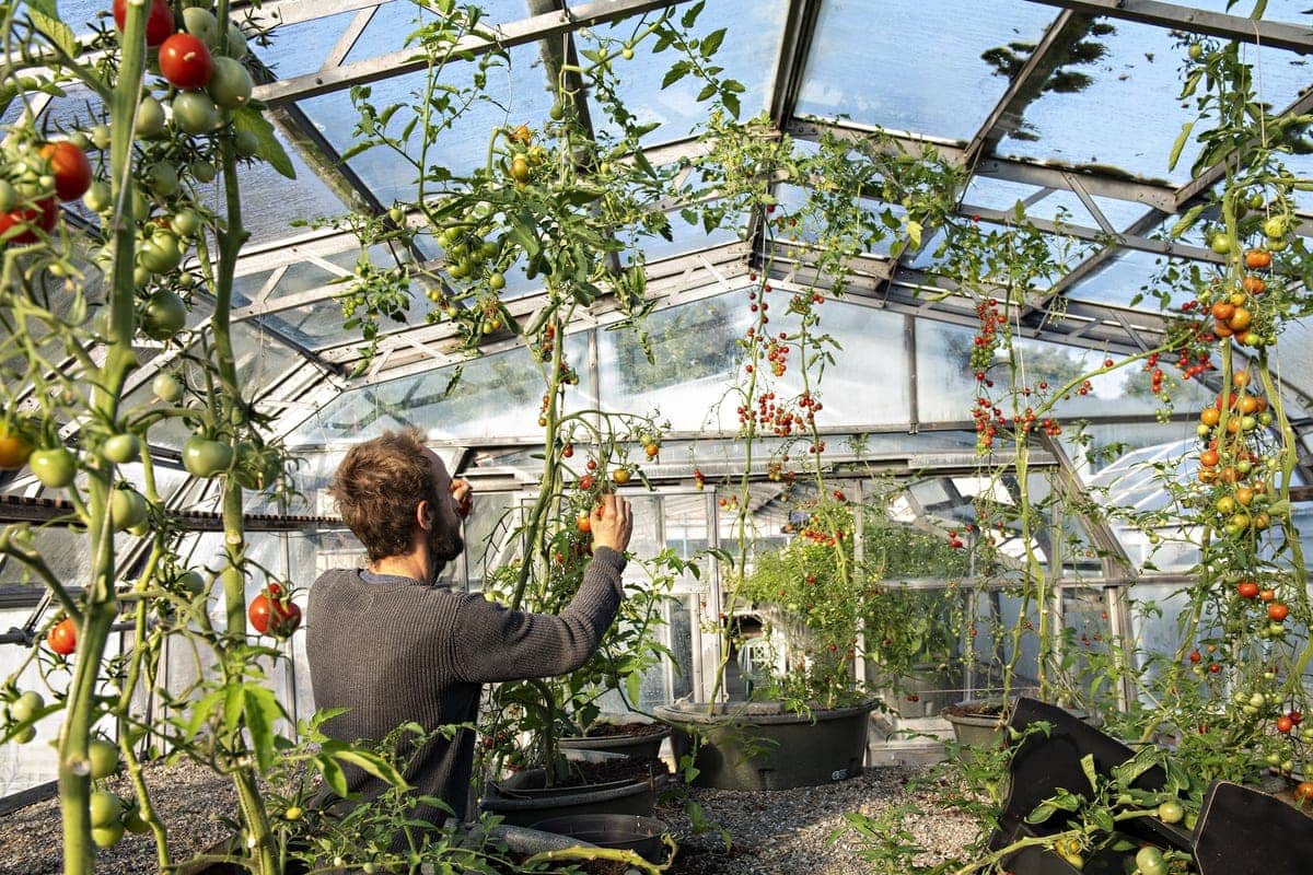Open Aye. a man picks tomatoes off of a tomato plant in a green house.